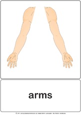 Bildkarte - arms.pdf